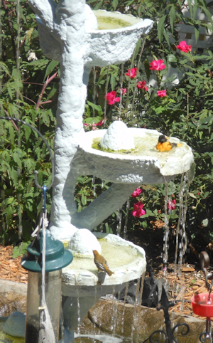 Fountain 2014