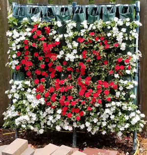 Heart Wall