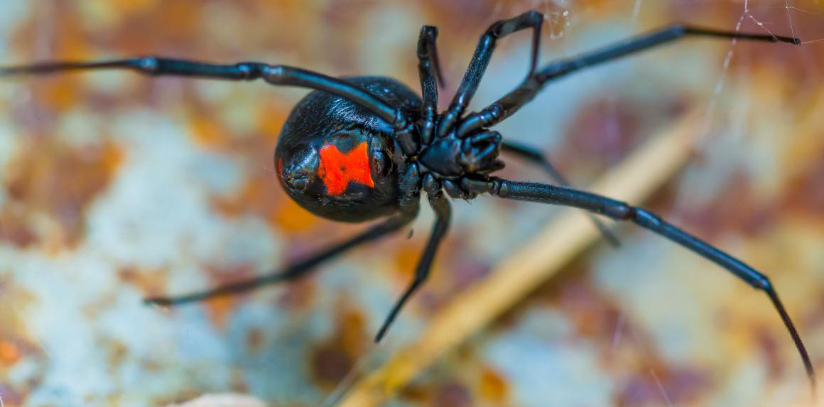 Spider